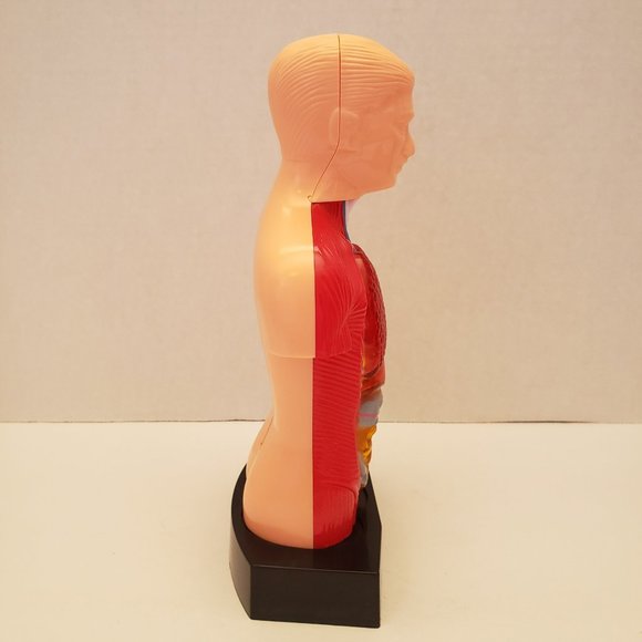 Medical Training Aid Torso Decor - Picture 8 of 9